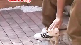 Novinha safada brincando com cachorrinho e mostrando calcinha