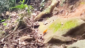 Luana Kazaki exibindo seu pacotão gostoso na trilha da cachoeira