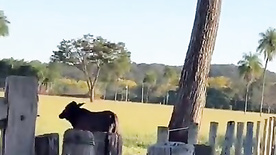 Prof Cibelly Ferreira nua em vídeo exclusivo em fazenda