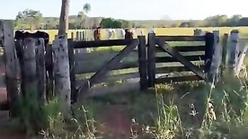 Prof Cibelly Ferreira nua em vídeo exclusivo em fazenda